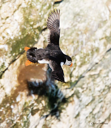 Puffin