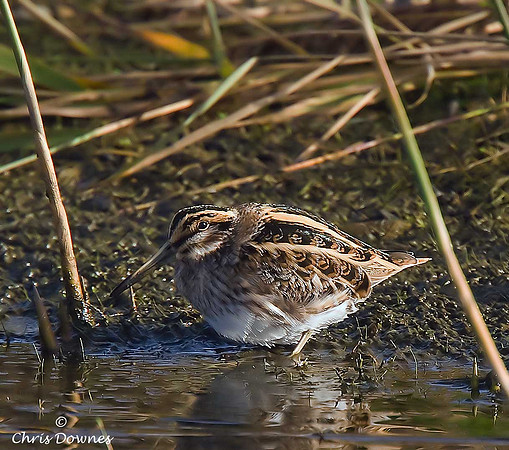 Jack Snipe
