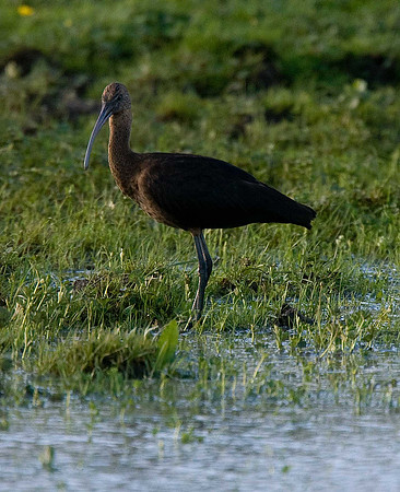 Glossy Ibis