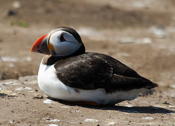 Puffin