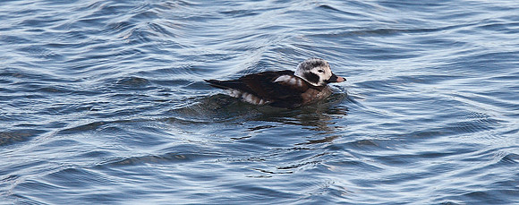 Long-tailed Duck