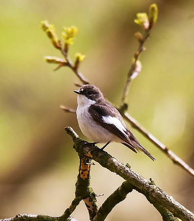 Pied Flycatcher