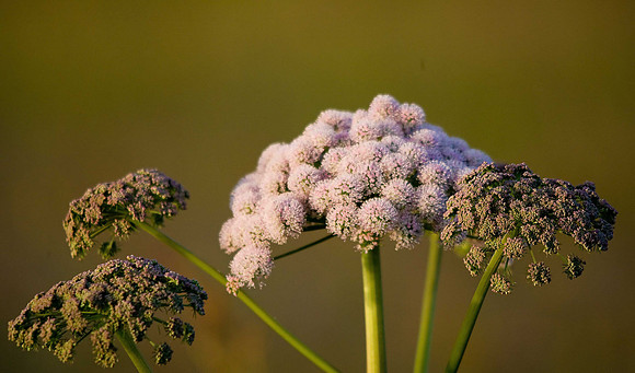 Wild Angelica. Unst