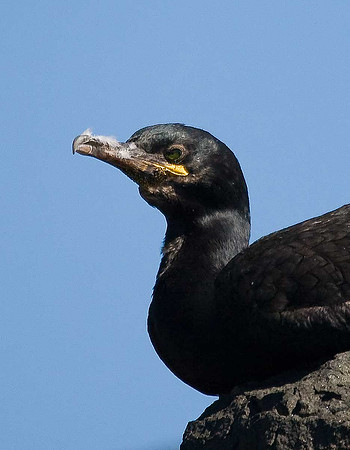 Shag