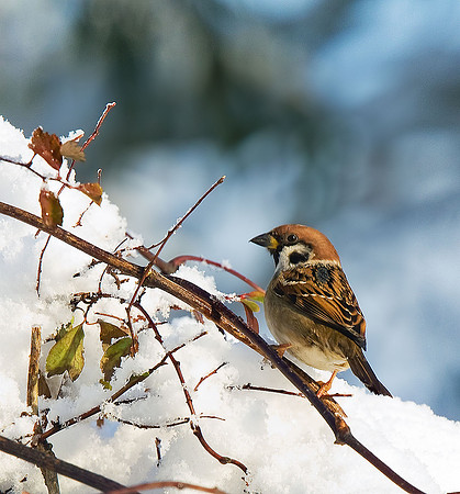 Tree Sparrow