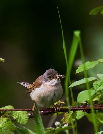 Whitethroat