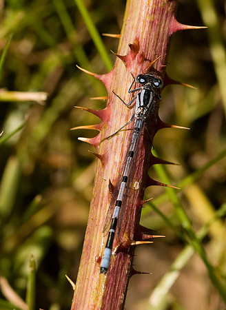 Immature male common blue damselfly.