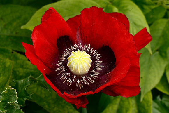 Opium Poppy