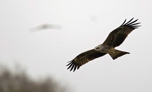 Black Kite