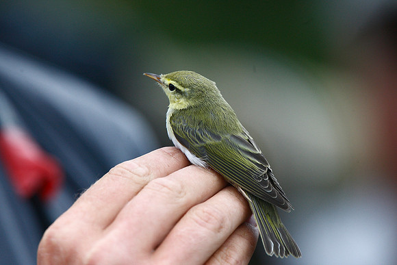 Wood Warbler
