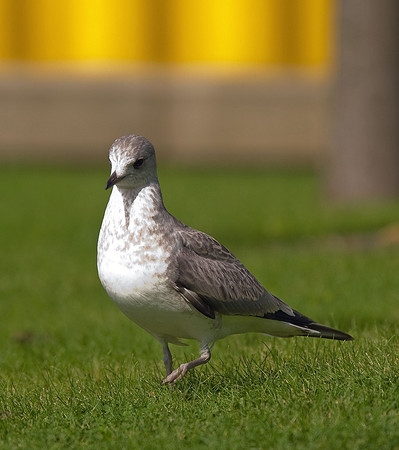 Common Gull