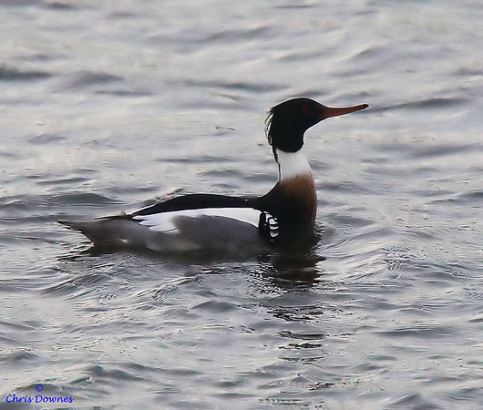 Red-breasted Merganser