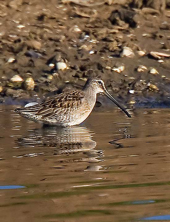 Long-billed Dowitcher