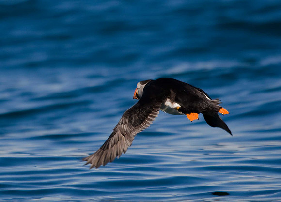 Puffin
