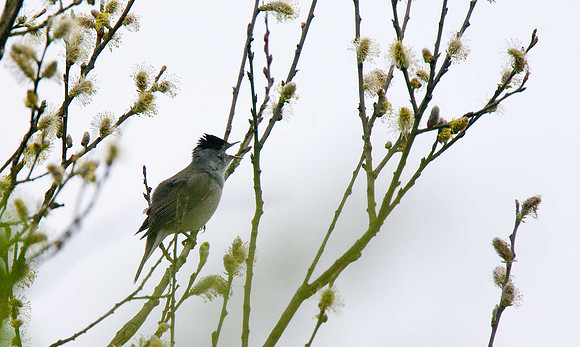 Blackcap