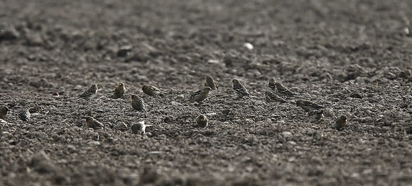 Twites