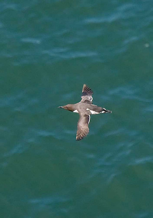 Guillemot