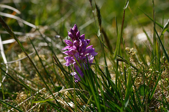 Early Purple Orchid