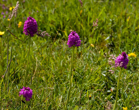 Pyramidal Orchid WQ