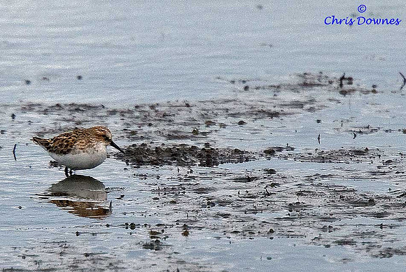 Little Stint