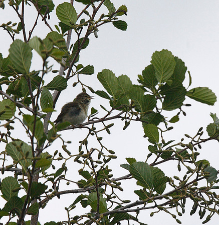 Willow Warbler