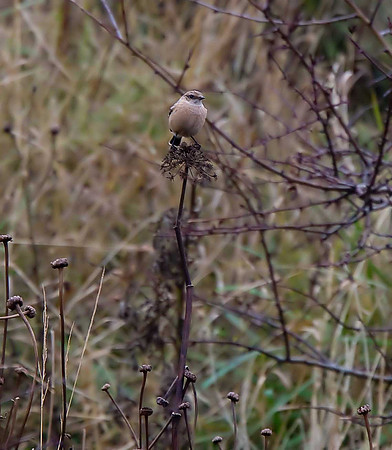 Siberian Stonechat
