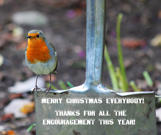 Christmas Robin