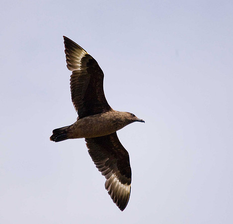 Great Skua
