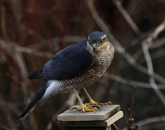 Sparrowhawk