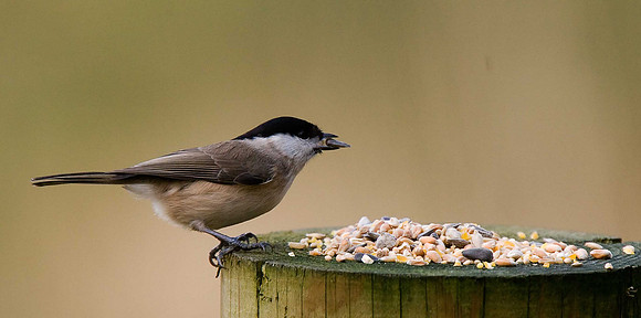 Marsh Tit