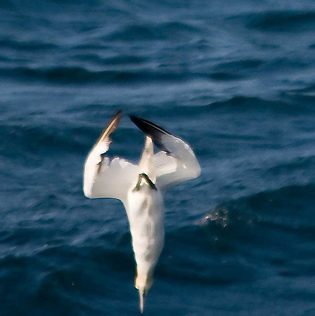 Gannet