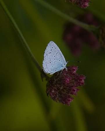 Holly Blue