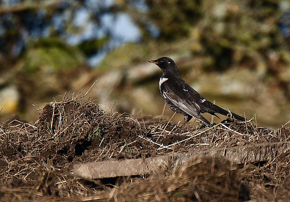 Ring Ouzel
