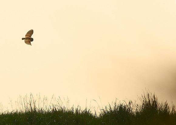 Dark Barn Owl