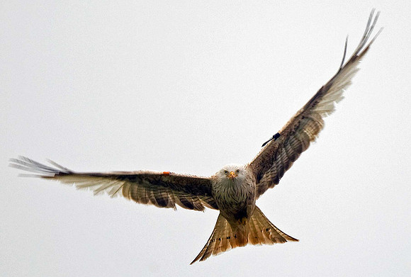 Leucistic Red Kite