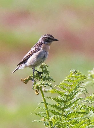 Whinchat