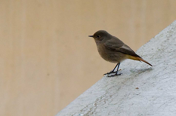 Black Redstart