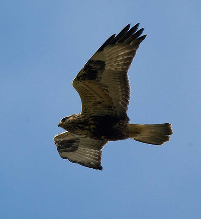 Rough-legged Buzzard