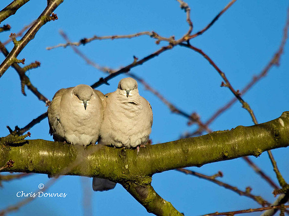 Collared Dove