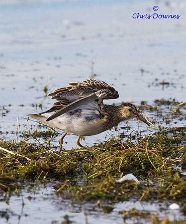 Pectoral Sandpiper