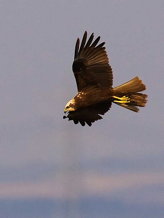 Marsh Harrier