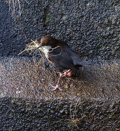 Dipper