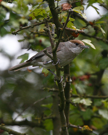 Blackcap