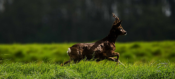Roe Deer