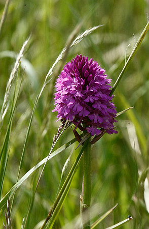 Pyramidal Orchid