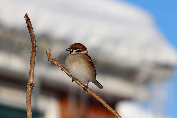 Tree Sparrow