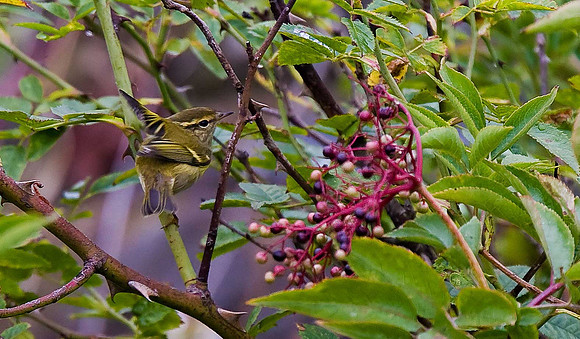 Yellow-browed Warbler