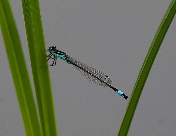 Blue-tailed Damselfly
