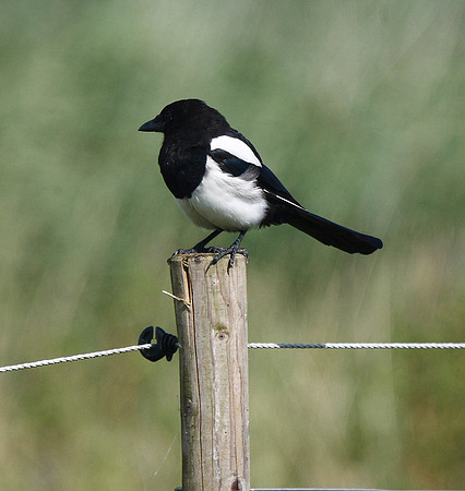 Magpie