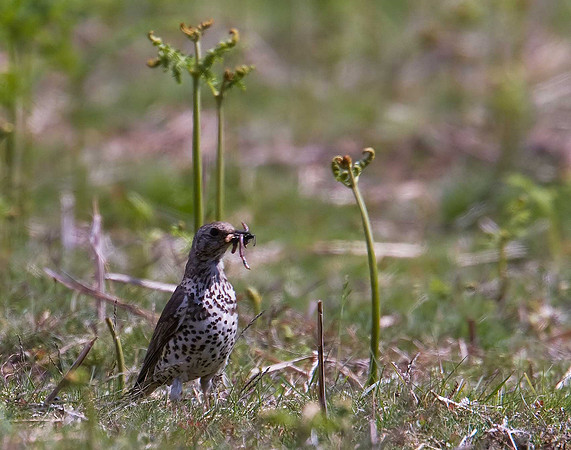 Mistle Thrush
